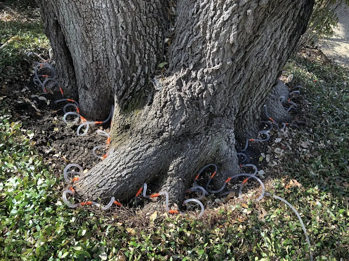 Detailed Tree Cabling and Bracing job site in Hermosa Beach