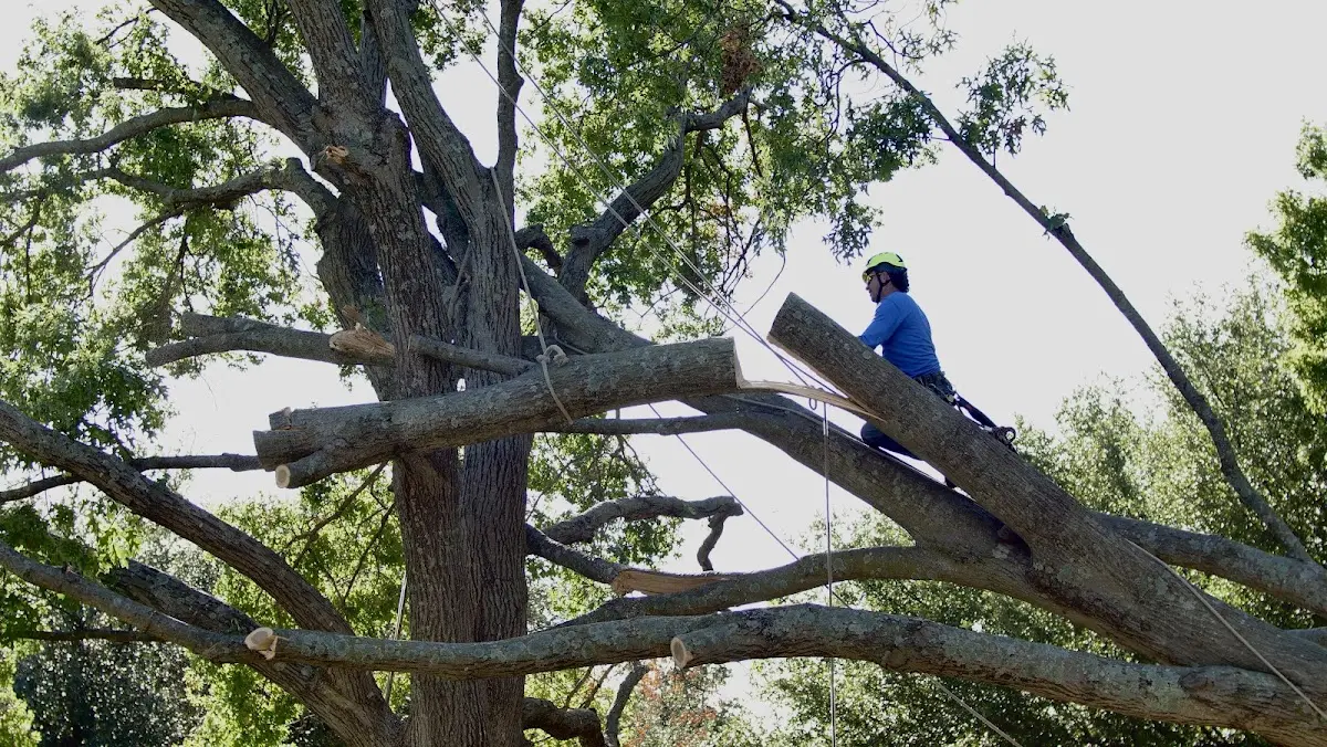 Professional Crown Thinning performed by certified arborists in Hermosa Beach