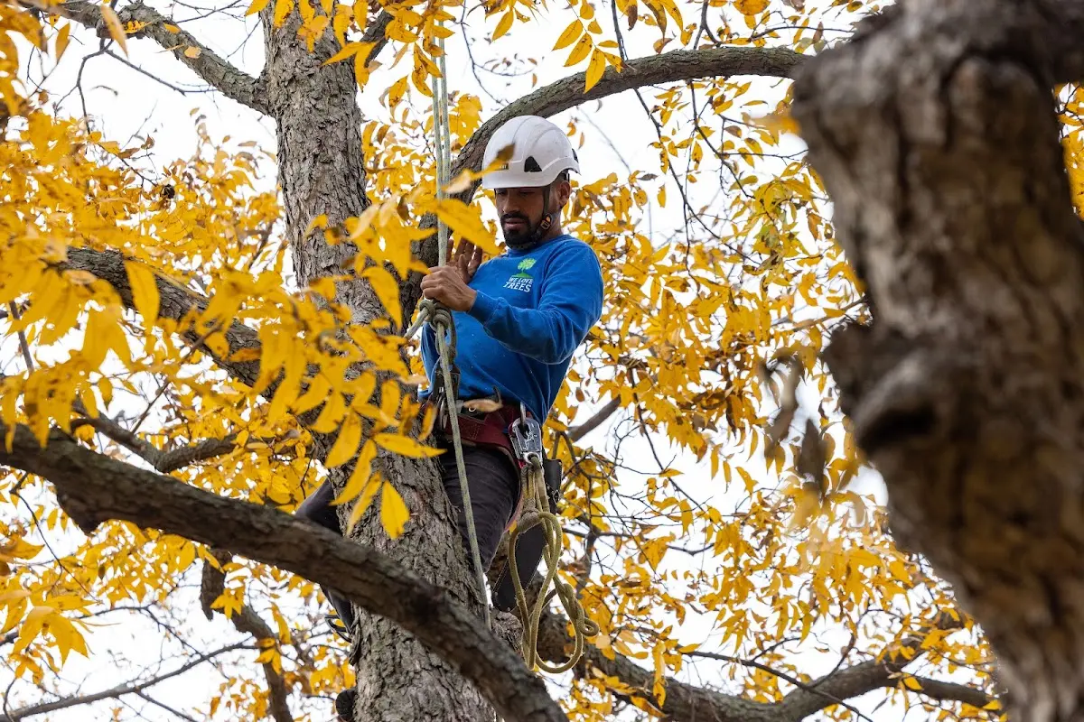 Skilled Tree Planting crew working in Hermosa Beach
